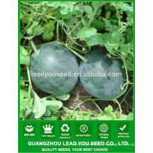 NW10 Heis Hybrid sweet seeds watermelon